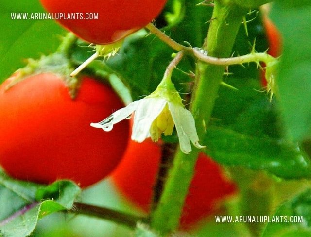 Nai Batu | Solanum capsicoides | Cockroach Berry