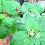 Nai Batu | Solanum capsicoides