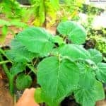 Nai Batu | Solanum capsicoides