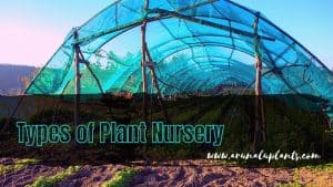 Types of Plant Nursery
