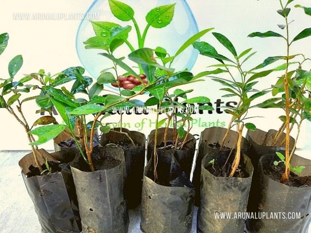 atalantia ceylanica seeds