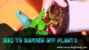 hardening off plants