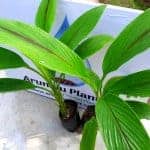 White Turmeric | Harankaha | Curcuma zedoaria