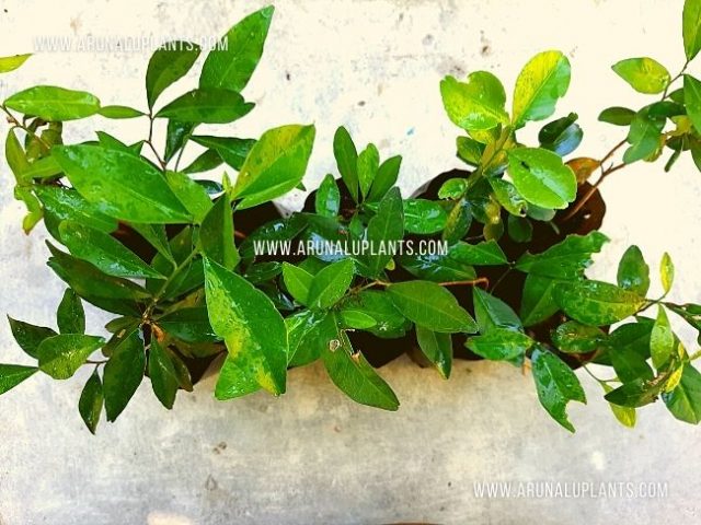 herbal atalantia ceylanica powder