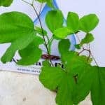 Koboleela | Bauhinia acuminata