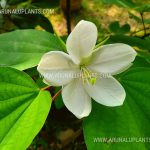 White Bauhinia | Koboleela | Bauhinia acuminata