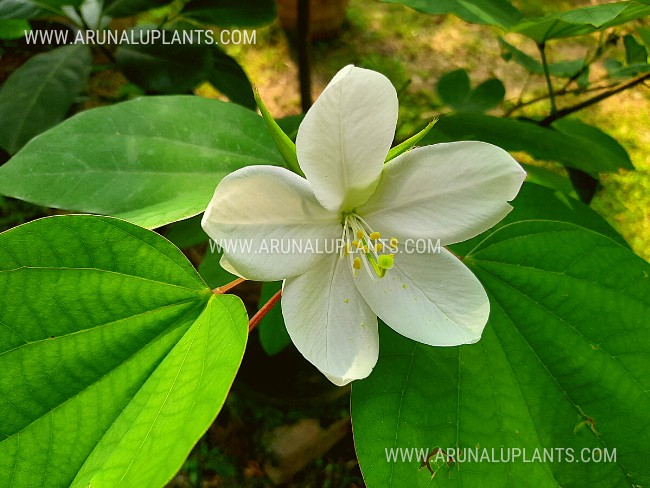 White Bauhinia | Koboleela | Bauhinia acuminata