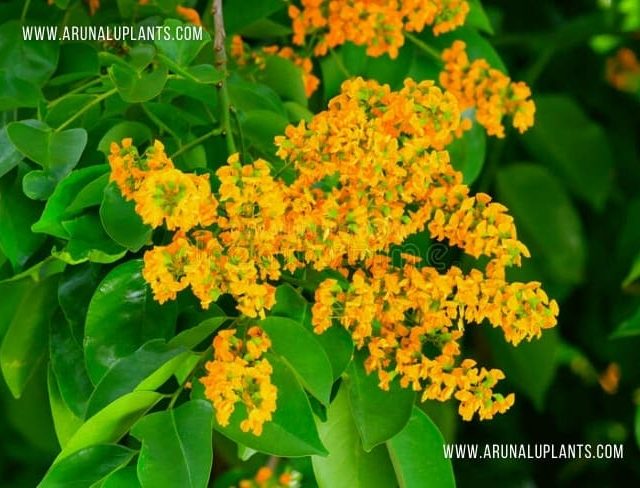 Wal Ehela | Pterocarpus indicus | Burmese Rosewood