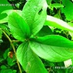 Katu Ala | Dioscorea pentaphylla