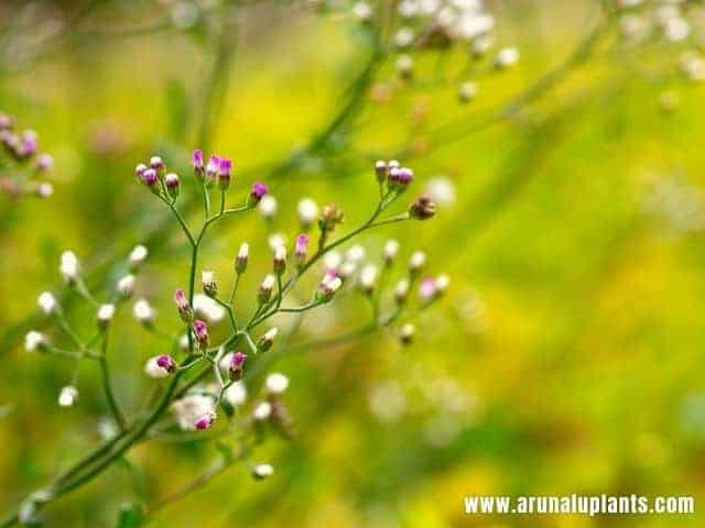 Cyanthillium cinereum | Little Ironweed | Ash-Colour Fleabane | Arunalu  Plants