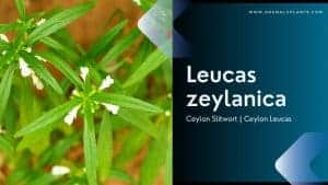 Read more about the article Leucas zeylanica | Ceylon Slitwort | Ceylon Leucas