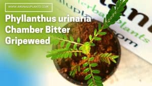 Read more about the article Phyllanthus urinaria | Chamber Bitter | Gripeweed