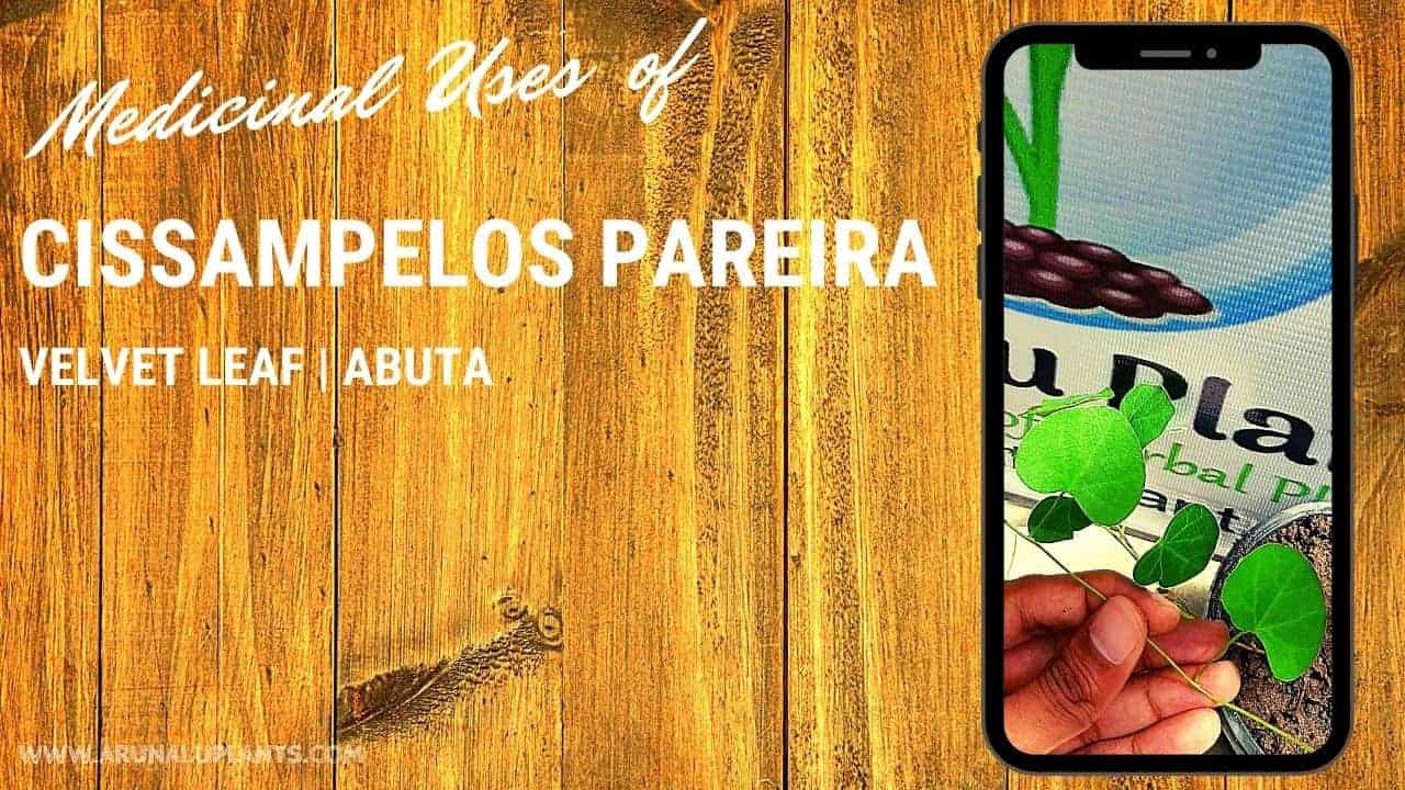 Read more about the article Cissampelos pareira | Velvet leaf | Abuta
