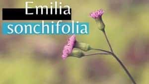 Read more about the article Emilia sonchifolia | Lilac Tasselflower | Cupid’s Shaving Brush