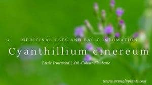 Read more about the article Cyanthillium cinereum | Little Ironweed | Ash-Colour Fleabane