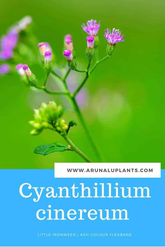 Cyanthillium cinereum plant