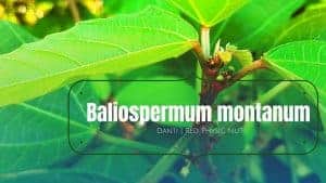 Read more about the article Baliospermum montanum | Danti | Red Physic Nut