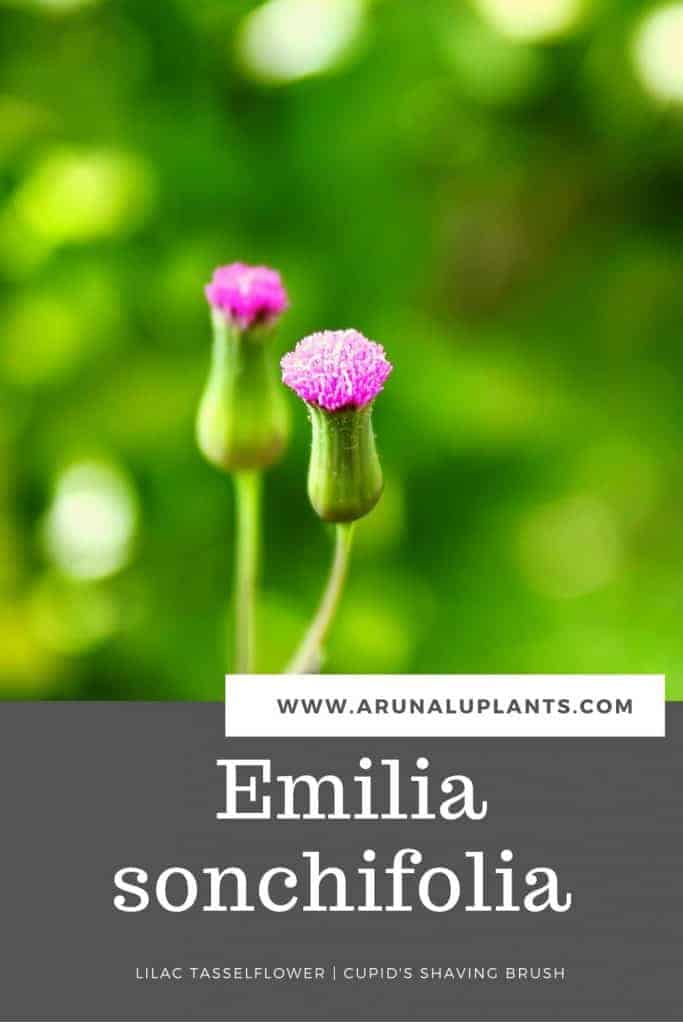Emilia sonchifolia 2