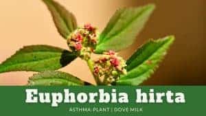 Read more about the article Euphorbia hirta | Asthma-Plant | Dove Milk | Garden Spurge