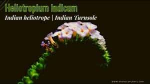Read more about the article Heliotropium indicum | Indian Heliotrope | Indian Turnsole
