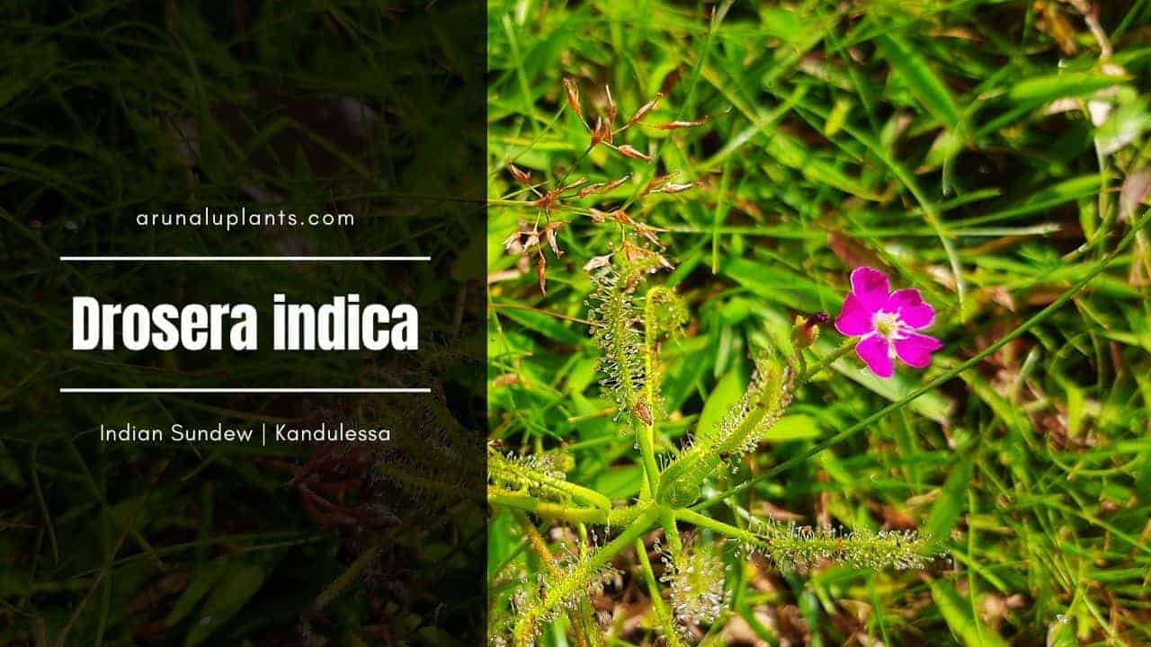 Read more about the article Drosera indica | Indian Sundew | Kandulessa