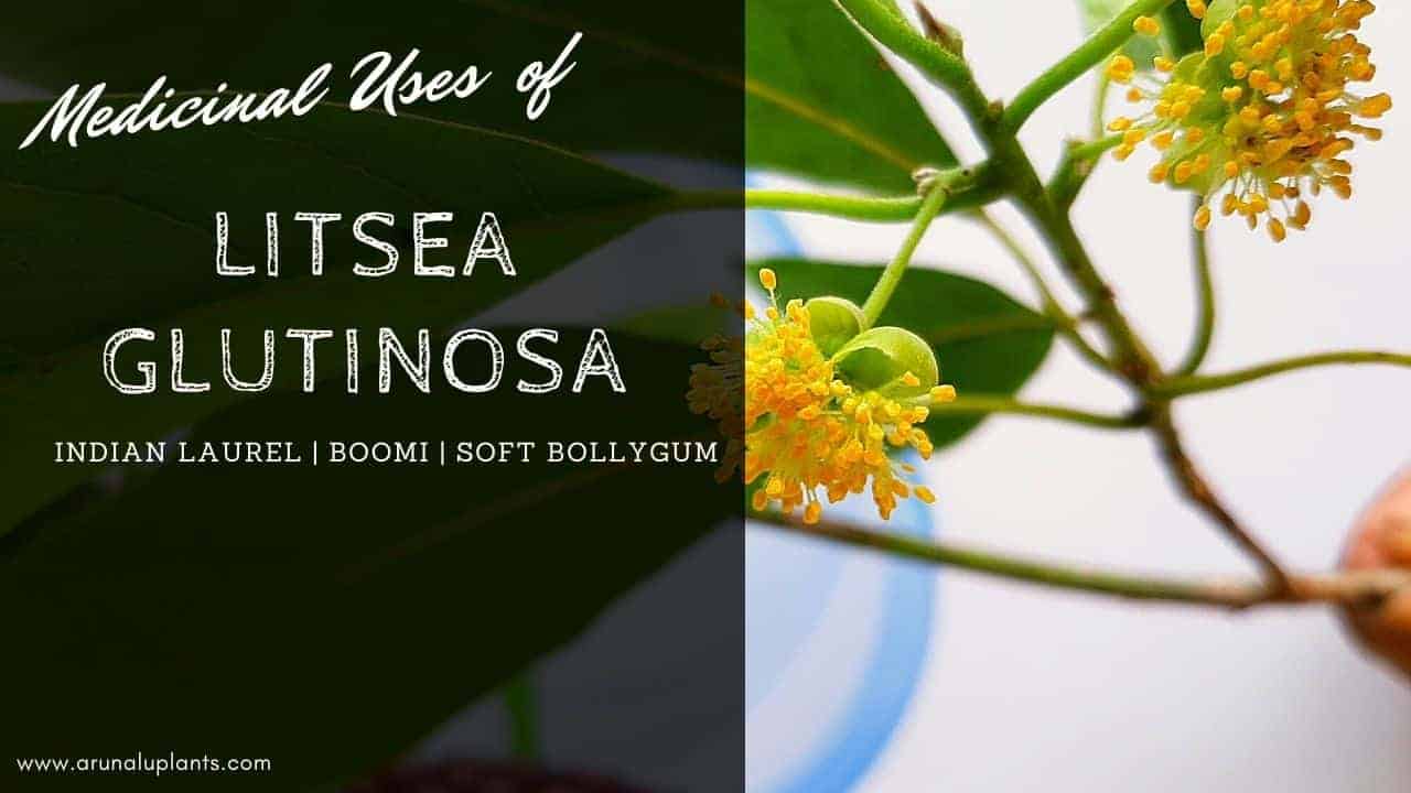 Read more about the article Litsea glutinosa | Indian laurel