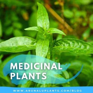 Medicinal Plants Blog