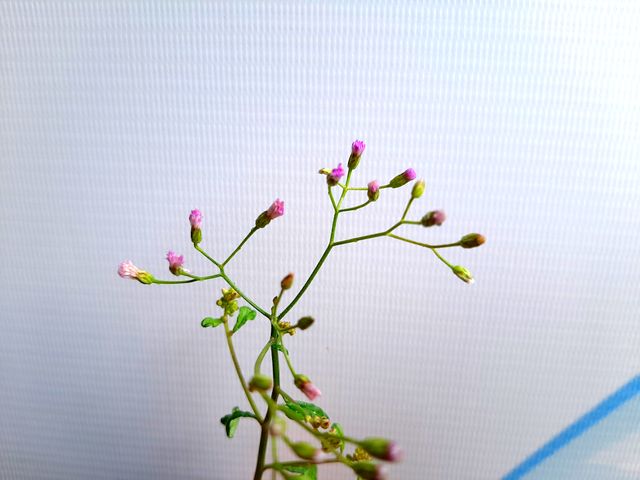 Purple fleabane plant