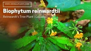 Read more about the article Biophytum reinwardtii | Reinwardt’s Tree Plant