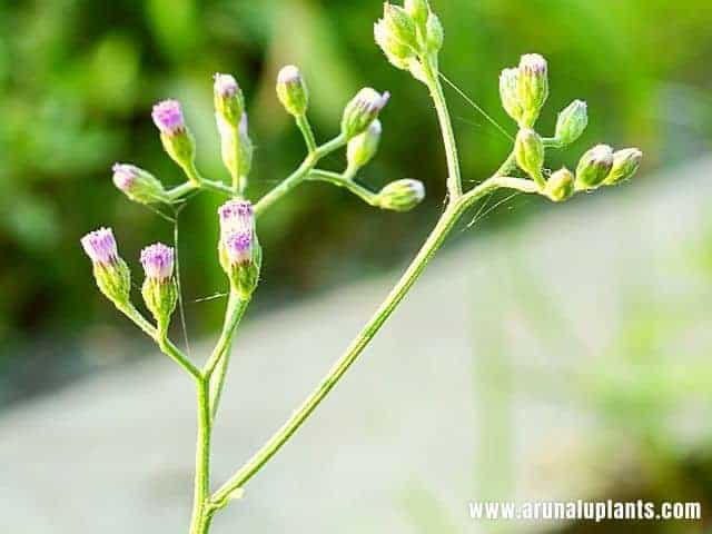 Cyanthillium cinereum | Little Ironweed | Ash-Colour Fleabane | Arunalu  Plants