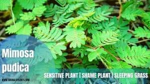 Read more about the article Mimosa pudica | Sensitive Plant | Shame Plant