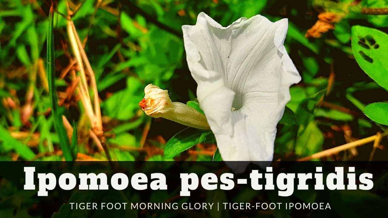 Read more about the article Ipomoea pes-tigridis | Tiger Foot Morning Glory | Tiger-Foot Ipomoea