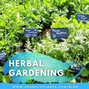 herbal gardening blog