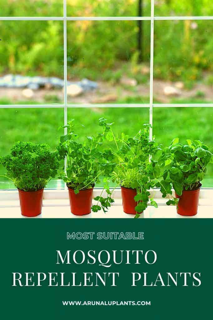mosquito-repellent-plants
