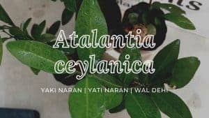 Atalantia ceylanica tree