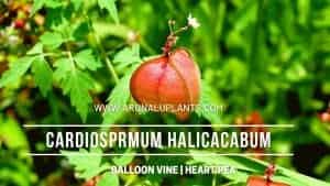Read more about the article Cardiosprmum halicacabum | Balloon Vine | Heart Pea