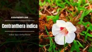 Read more about the article Centranthera indica | Indian Spur-Anther Flower