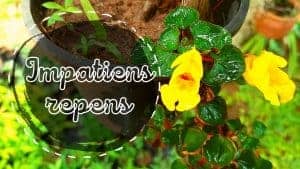 Read more about the article Impatiens repens | Ceylon Balsam | Yellow Impatiens
