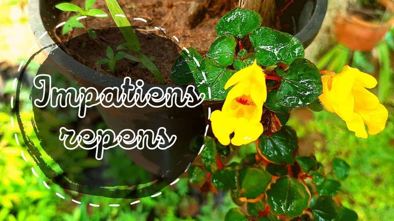 Read more about the article Impatiens repens | Ceylon Balsam | Yellow Impatiens