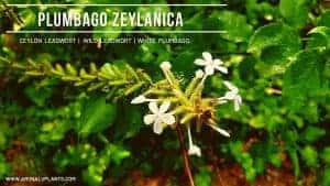 Read more about the article Plumbago zeylanica | Ceylon leadwort | White Plumbago