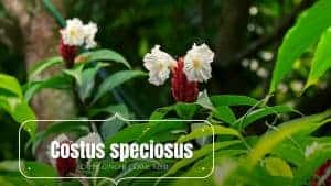 Read more about the article Costus speciosus | Cane Reed | Crape Ginger