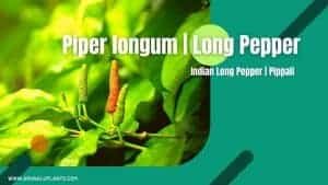 Read more about the article Piper longum | Long Pepper | Indian Long Pepper