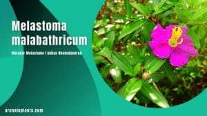 Read more about the article Melastoma malabathricum | Malabar Melastome | Indian Rhododendron