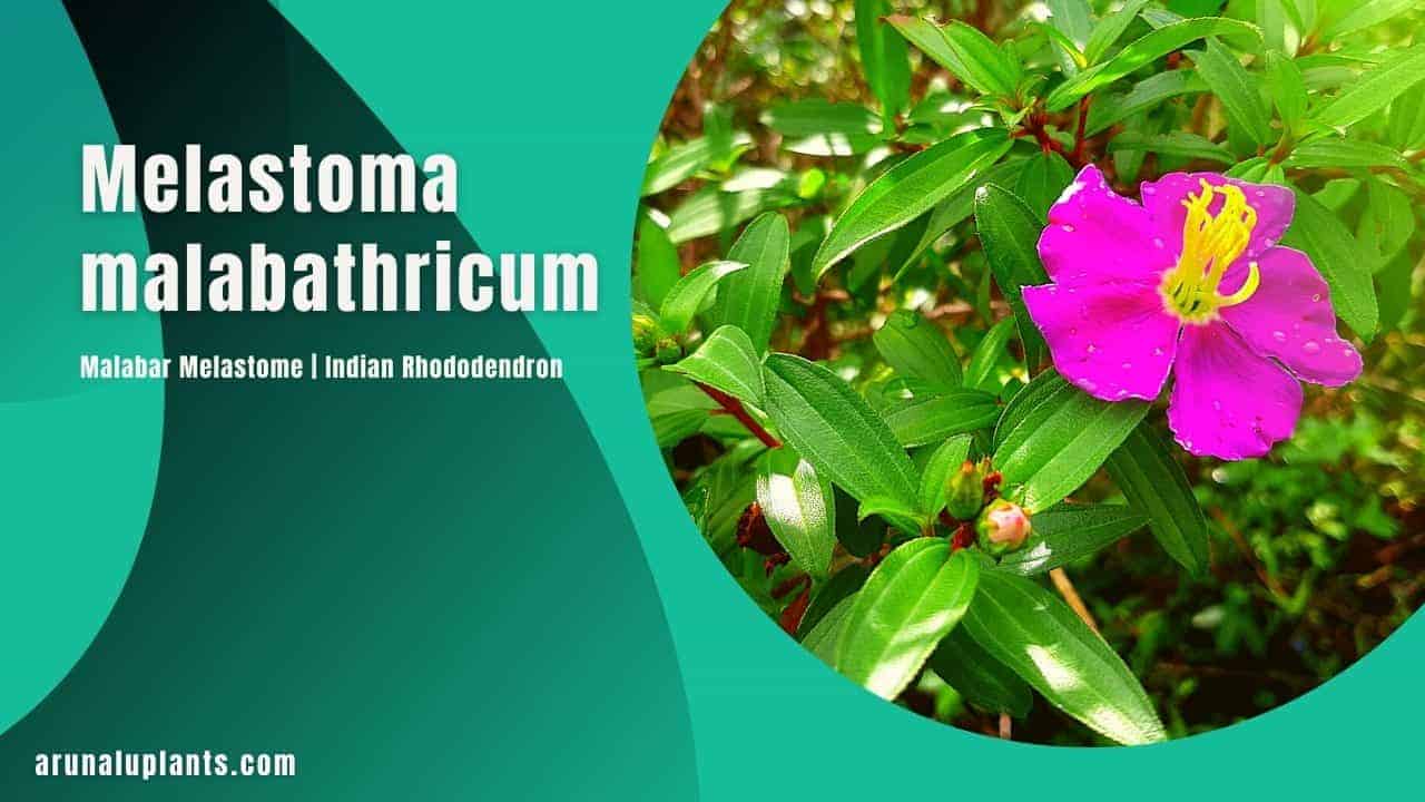 Read more about the article Melastoma malabathricum | Malabar Melastome | Indian Rhododendron