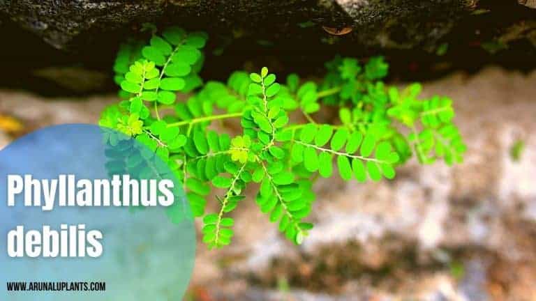 Phyllanthus debilis | Niruri