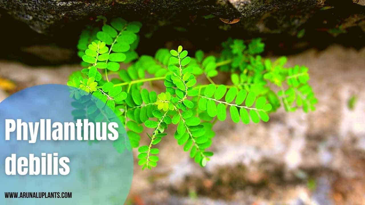 Read more about the article Phyllanthus debilis | Niruri