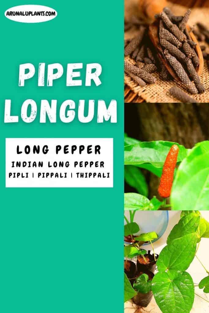 Piper longum