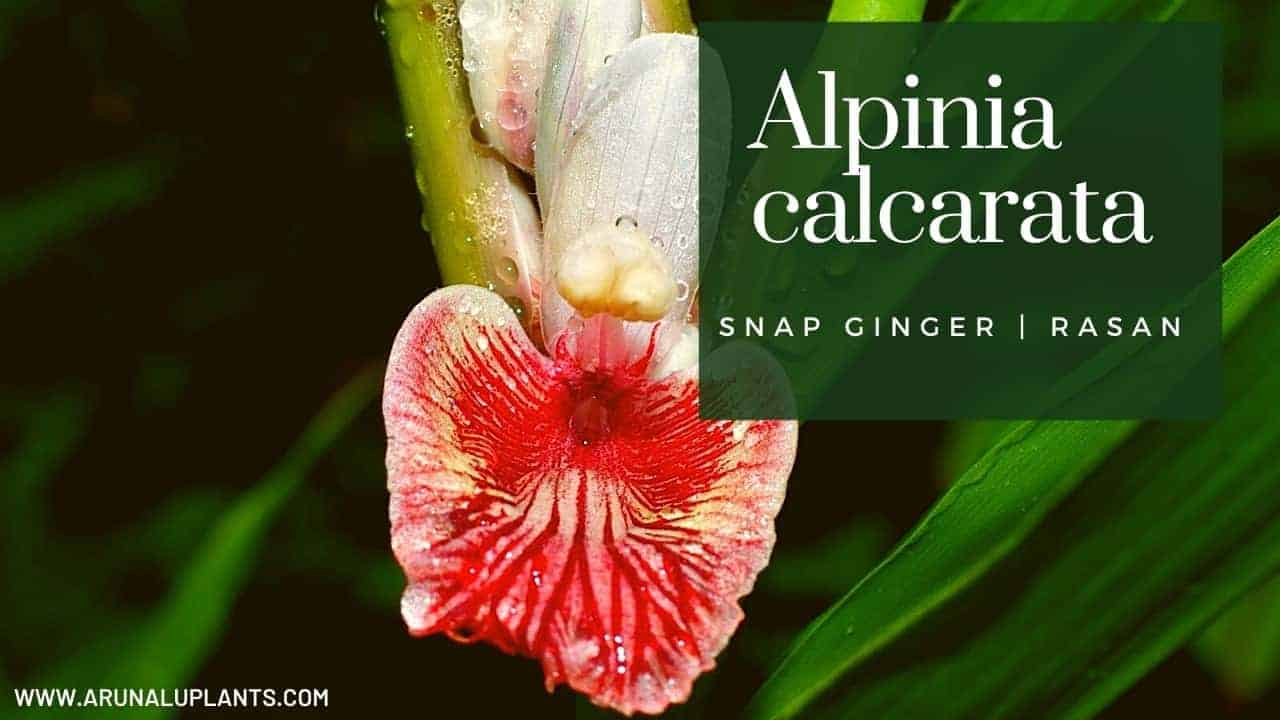 Read more about the article Alpinia calcarata | Snap Ginger | Rasan