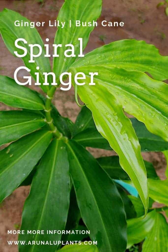 Spiral Ginger