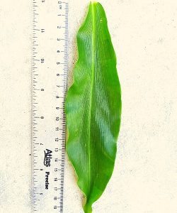 Spiral Ginger leaf